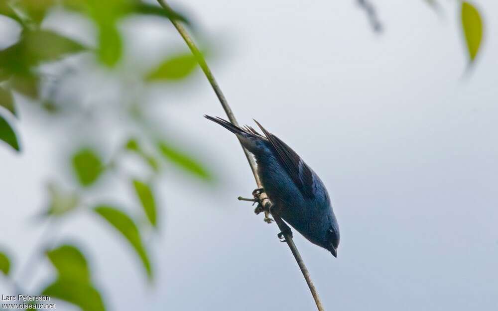 Blue-and-black Tanageradult breeding, identification