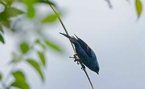 Blue-and-black Tanager