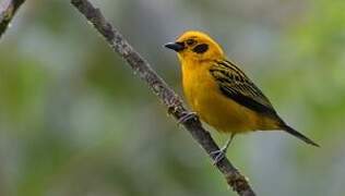 Golden Tanager