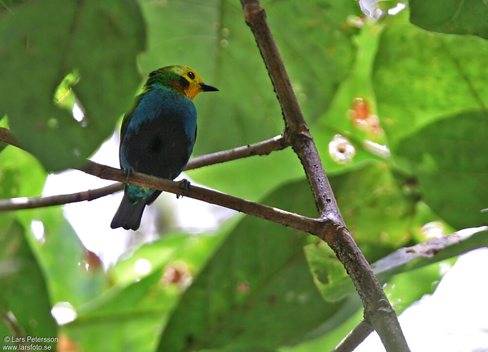 Calliste multicoloreadulte, identification