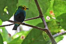 Multicolored Tanager