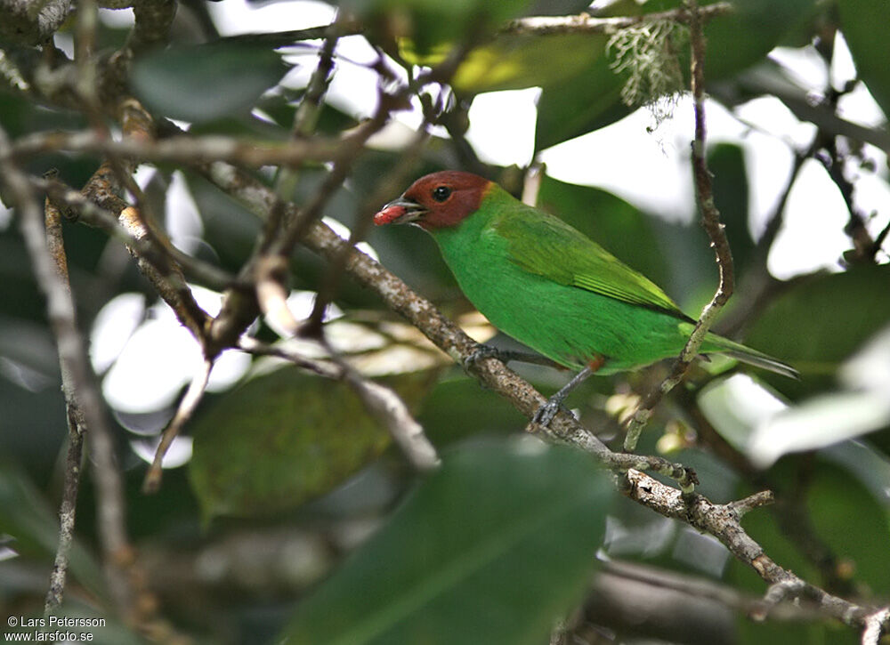 Bay-headed Tanager