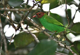 Bay-headed Tanager