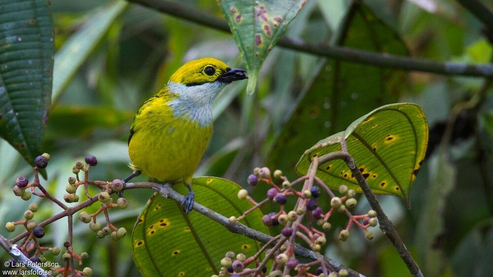 Silver-throated Tanager