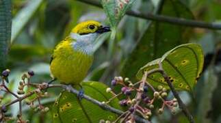 Silver-throated Tanager