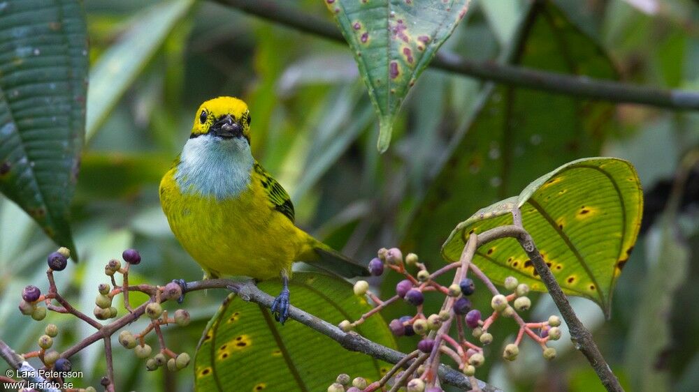 Silver-throated Tanager