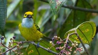 Silver-throated Tanager