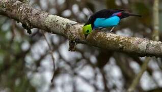 Paradise Tanager