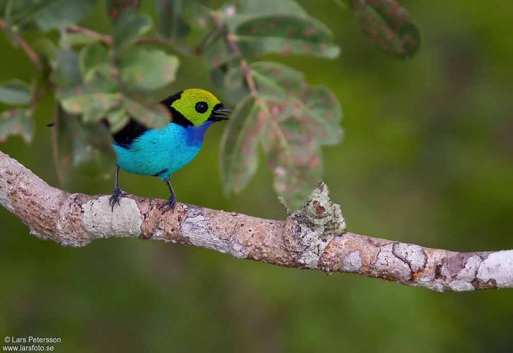 Paradise Tanager