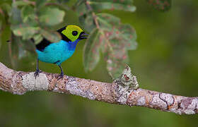 Paradise Tanager