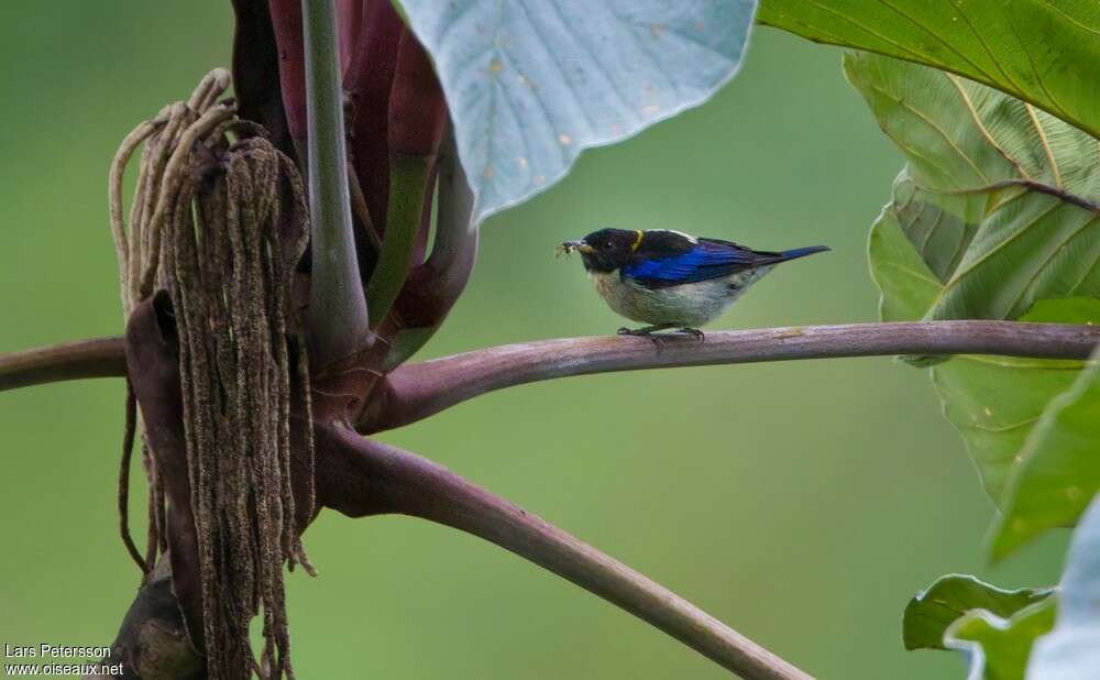 Golden-collared Honeycreeper male adult, habitat, pigmentation, fishing/hunting, eats