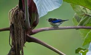 Golden-collared Honeycreeper