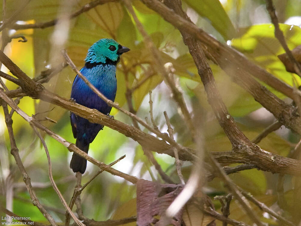 Seven-colored Tanager