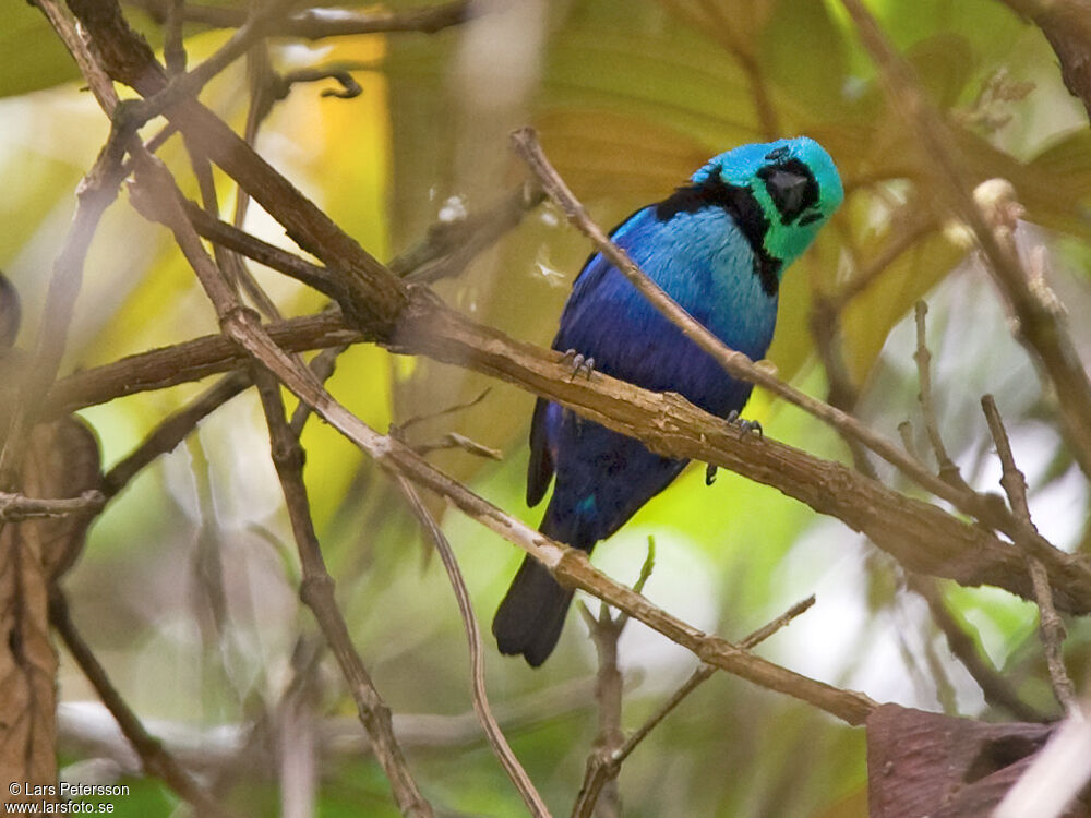 Seven-colored Tanager