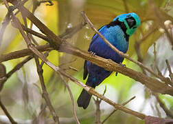 Seven-colored Tanager