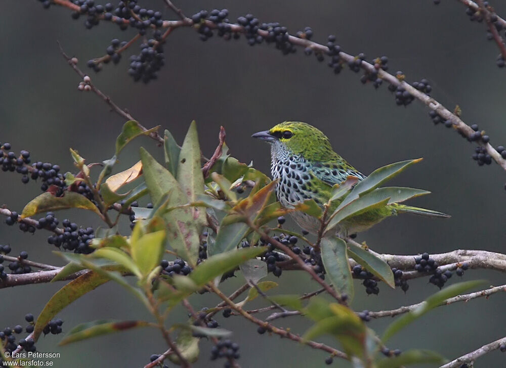 Speckled Tanager