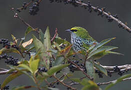 Speckled Tanager