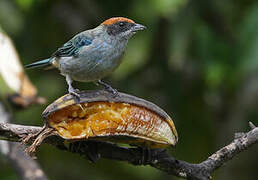 Scrub Tanager