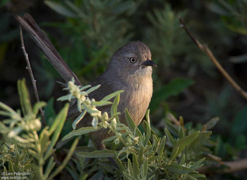 Wrentit