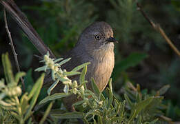 Wrentit