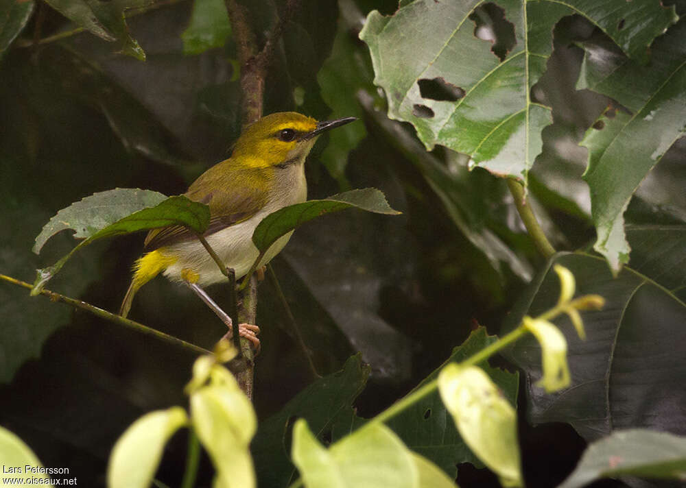 Yellow-browed Camaropteraadult, identification