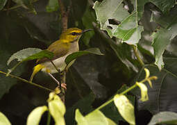 Yellow-browed Camaroptera