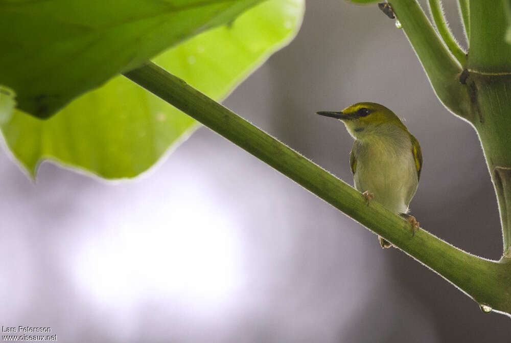 Yellow-browed Camaropteraadult, close-up portrait