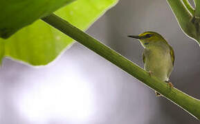 Yellow-browed Camaroptera