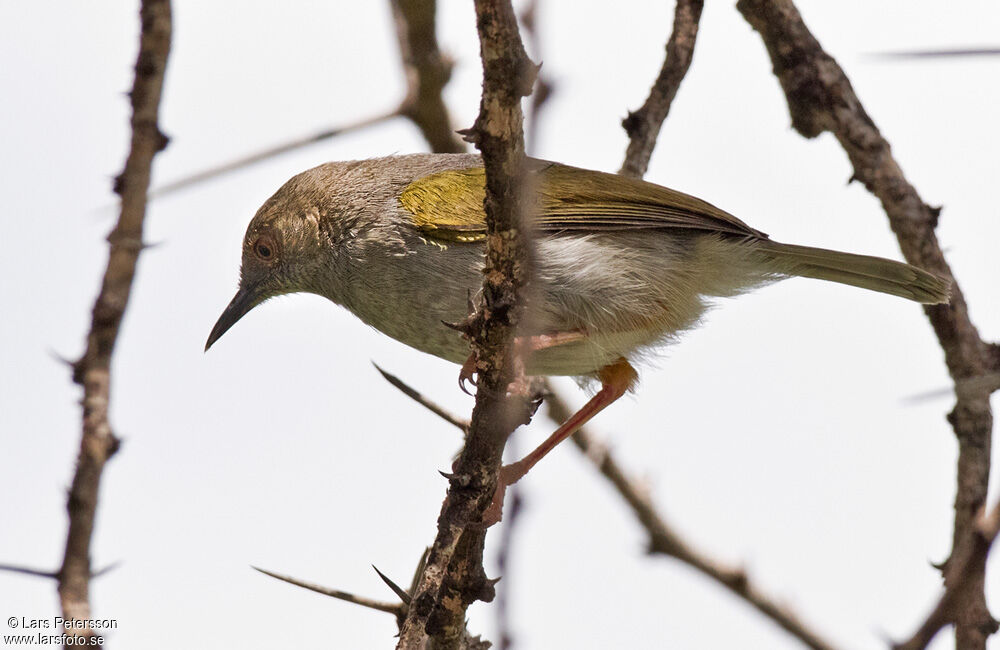 Green-backed Camaroptera