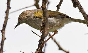 Green-backed Camaroptera