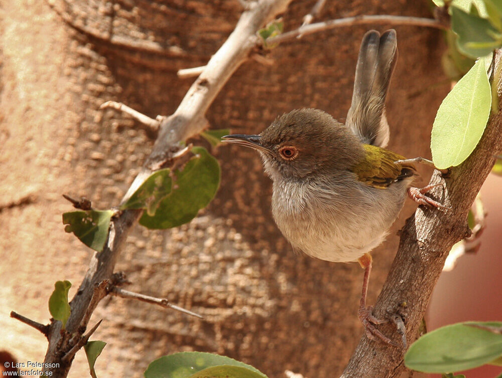 Green-backed Camaroptera