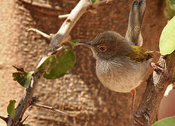 Green-backed Camaroptera