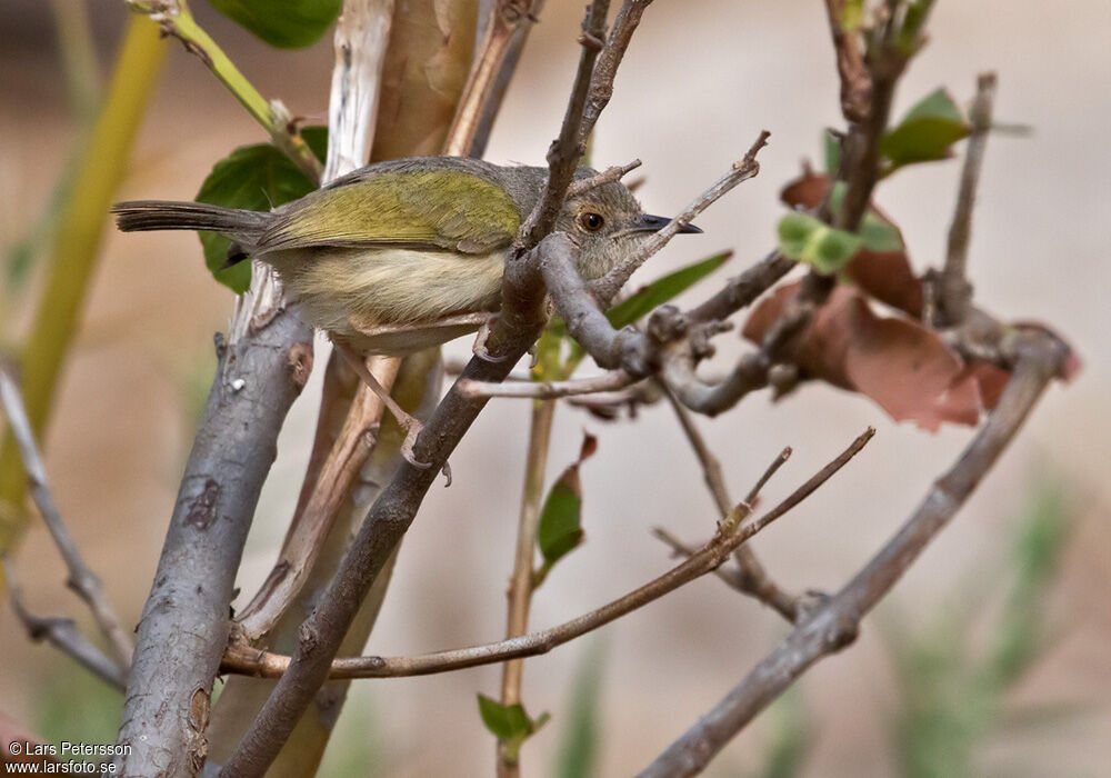 Green-backed Camaroptera