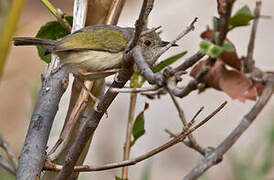 Green-backed Camaroptera