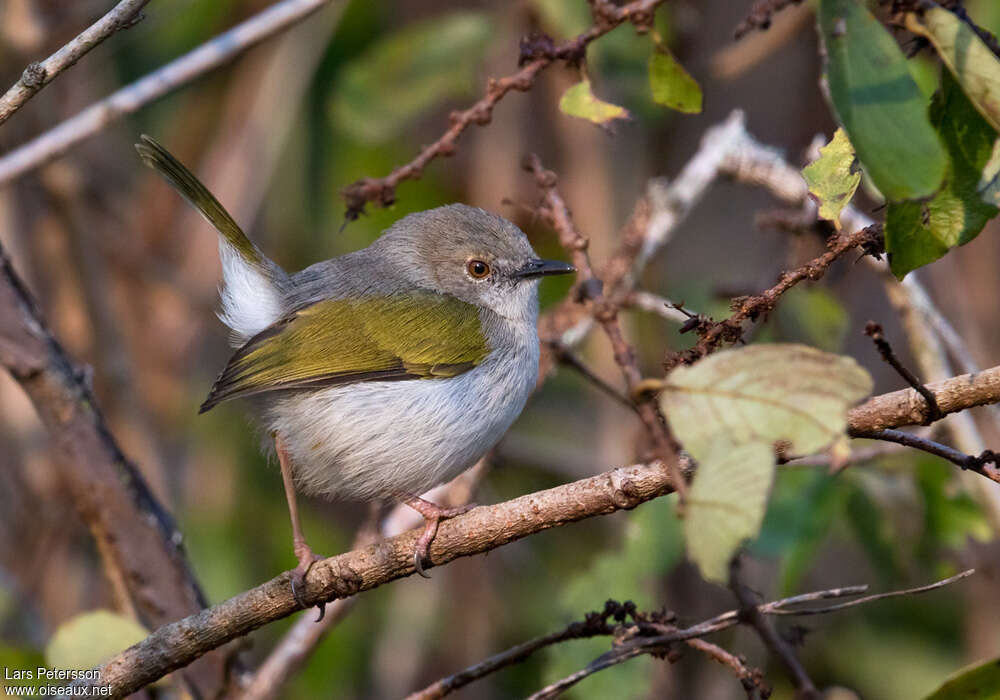 Hartert's Camaroptera