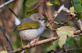 Hartert's Camaroptera