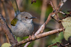 Hartert's Camaroptera