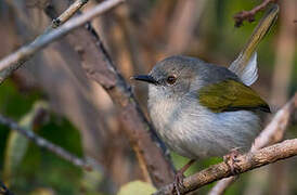 Hartert's Camaroptera