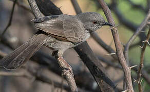 Grey Wren-Warbler