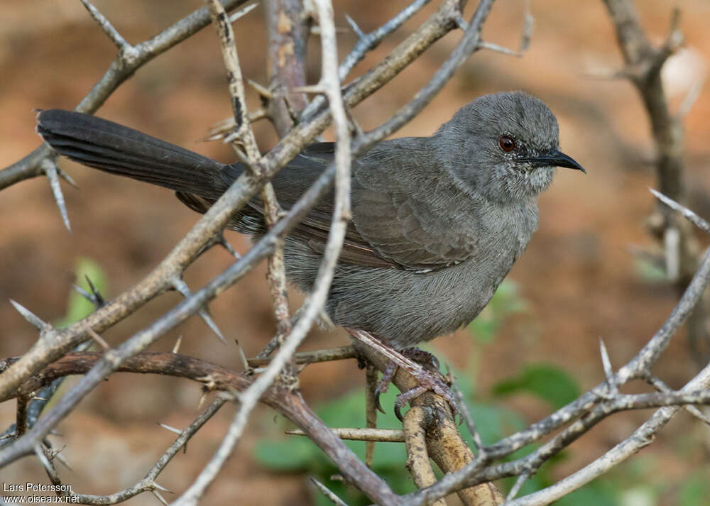 Grey Wren-Warbleradult, identification