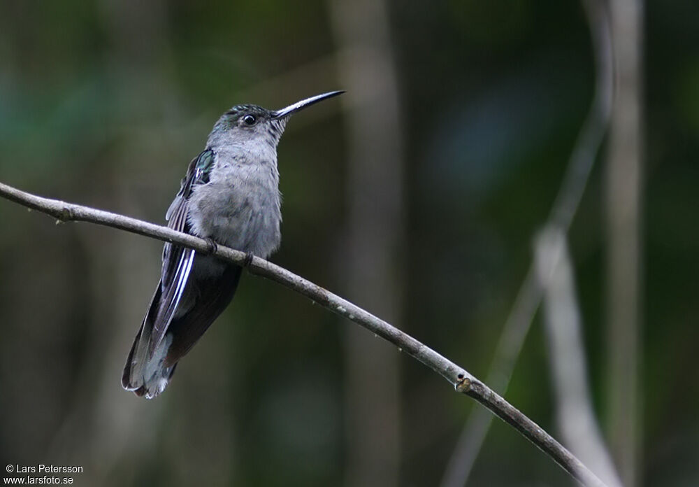 Grey-breasted Sabrewing