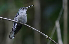 Grey-breasted Sabrewing