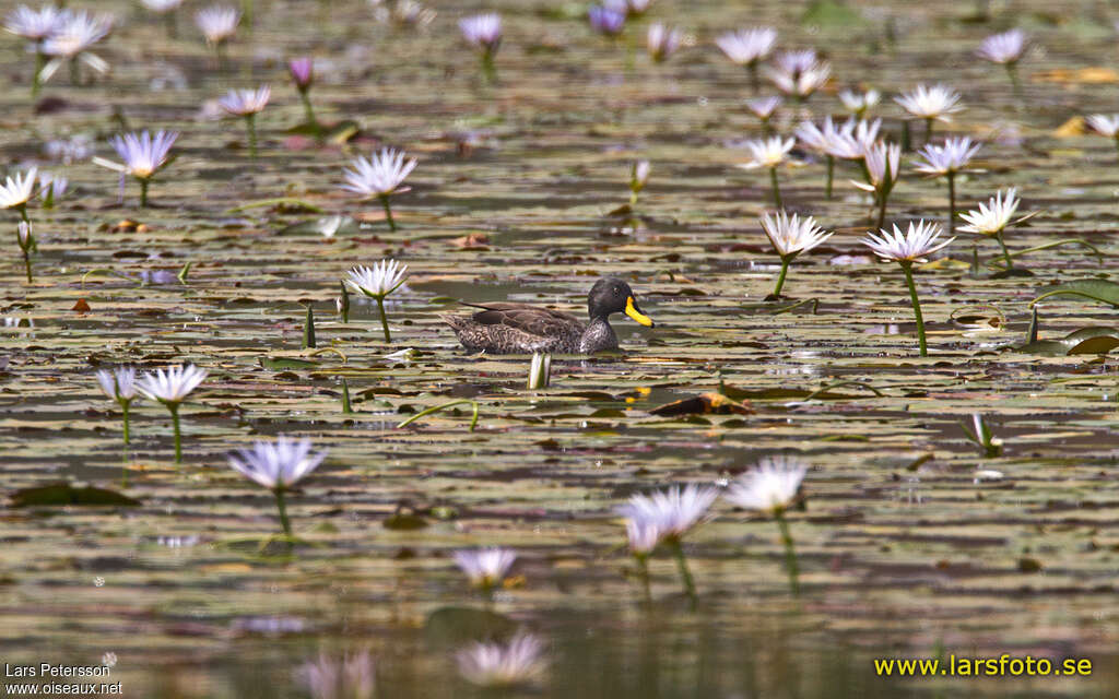 Canard à bec jauneadulte, habitat