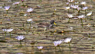 Canard à bec jaune