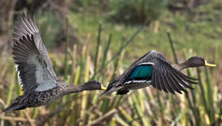 Yellow-billed Duck