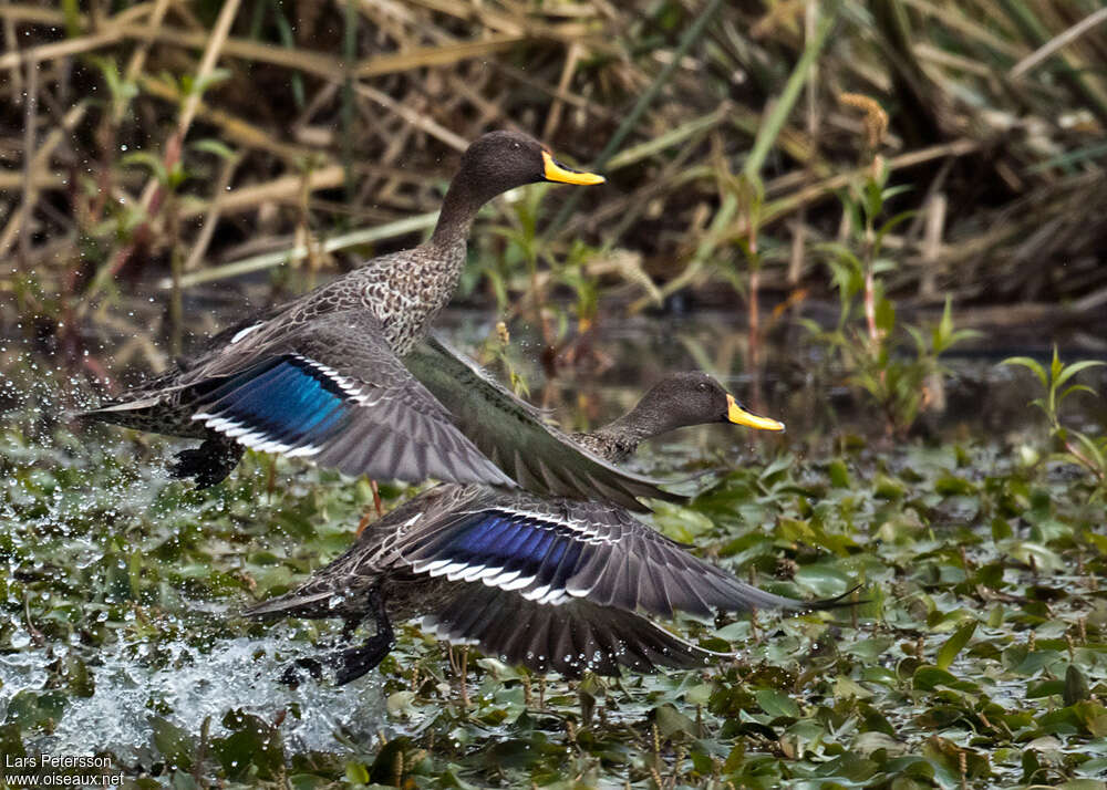 Yellow-billed Duckadult breeding, Flight