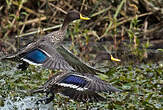 Canard à bec jaune