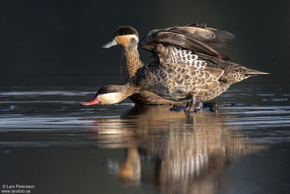 Canard à bec rouge