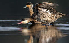 Canard à bec rouge