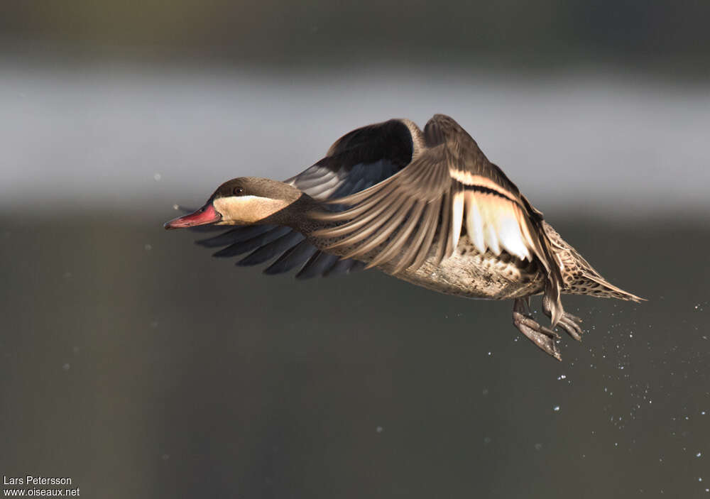 Red-billed Tealadult, Flight